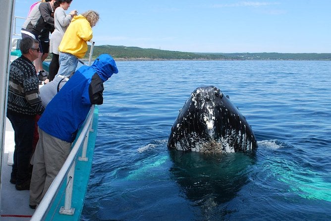Whale Watching From Colombo - Pricing and Booking
