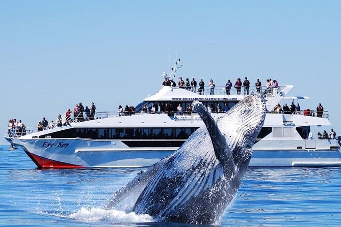 Whale Watching From Colombo - Reviews