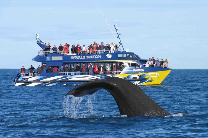 Whale Watching From Colombo - Itinerary