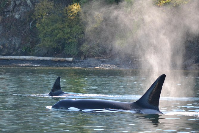 Whale Watching From Friday Harbor - Experience and Wildlife
