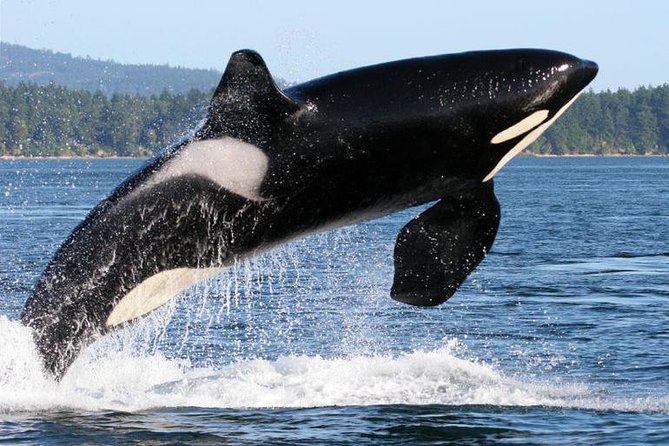 Whale Watching From Friday Harbor - Additional Information