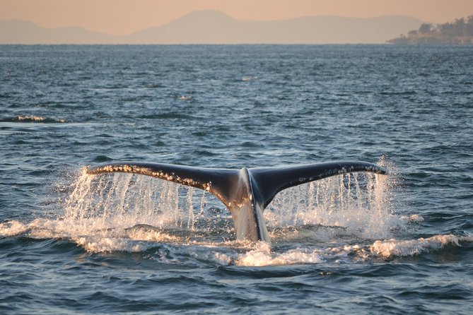 Whale Watching From Friday Harbor - Wildlife Conservation and Education