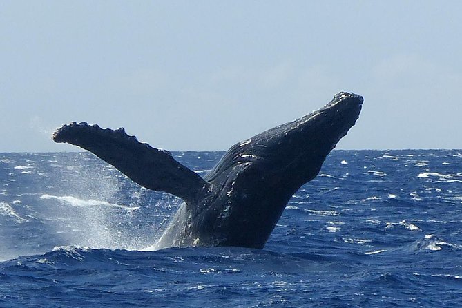 Whale Watching From Maalaea Harbor - Tour Details
