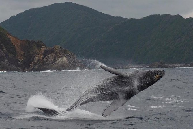 Whale Watching From Maalaea Harbor - Traveler Reviews and Photos