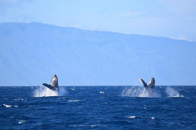 Whale Watching From Maalaea Harbor - Visit to Maui Ocean Center