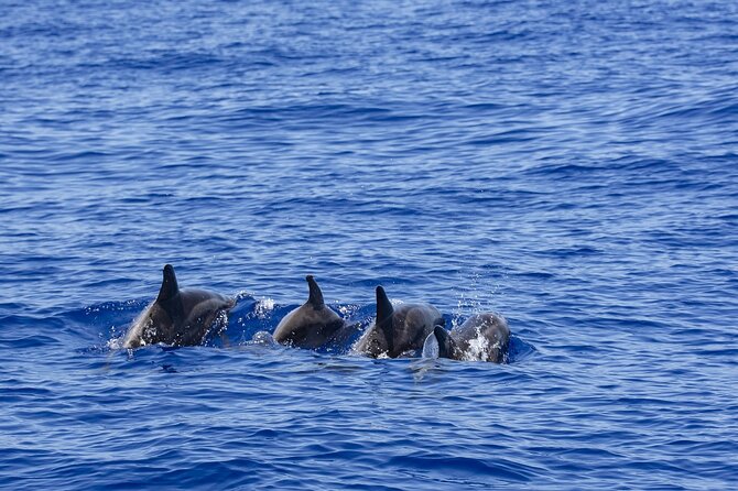 Whale Watching Galle With Pickup & Drop - Tour Overview