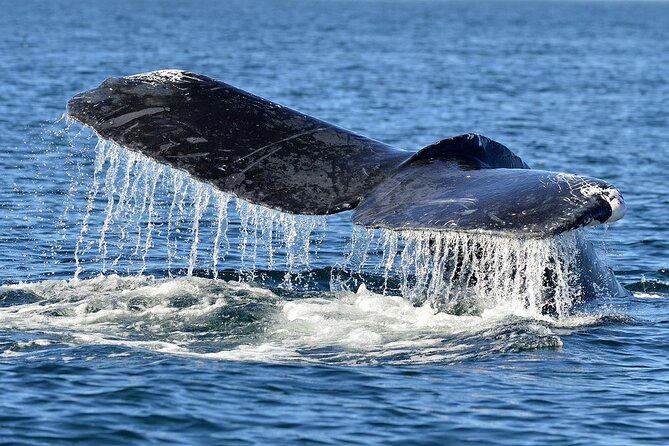 Whale Watching Galle With Pickup & Drop - Location Details