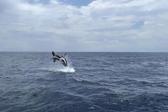 Whale Watching Galle With Pickup & Drop - Pickup Information