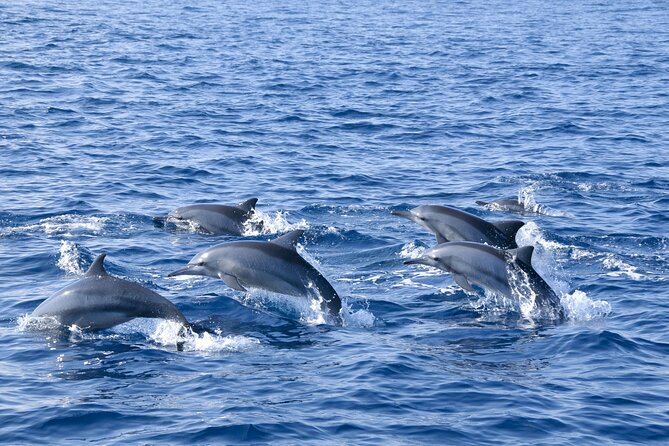 Whale Watching Galle With Pickup & Drop - Additional Details