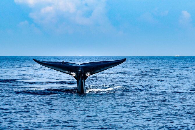 Whale Watching Galle With Pickup & Drop - Pricing & Reviews