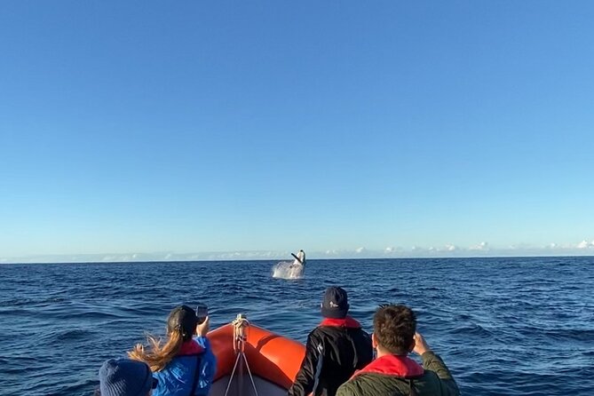 Whale Watching Gold Coast - Whale Watching Experience