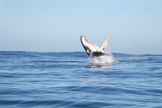 Whale Watching Gold Coast - Expectations