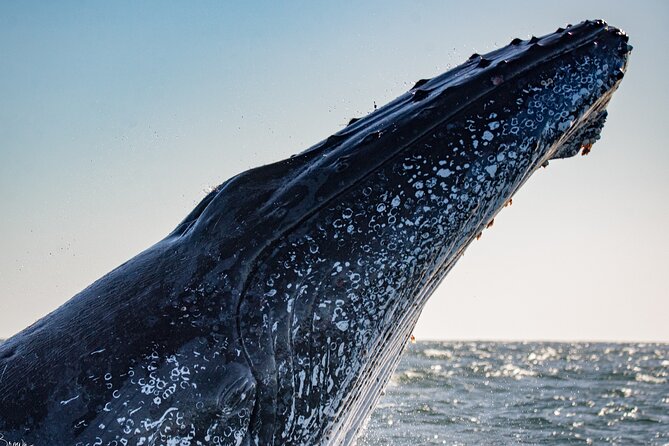 Whale Watching Gold Coast - Cancellation Policy