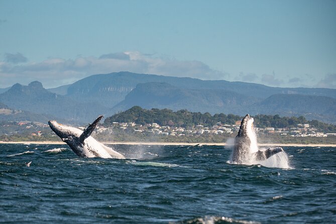 Whale Watching Gold Coast - Common Questions