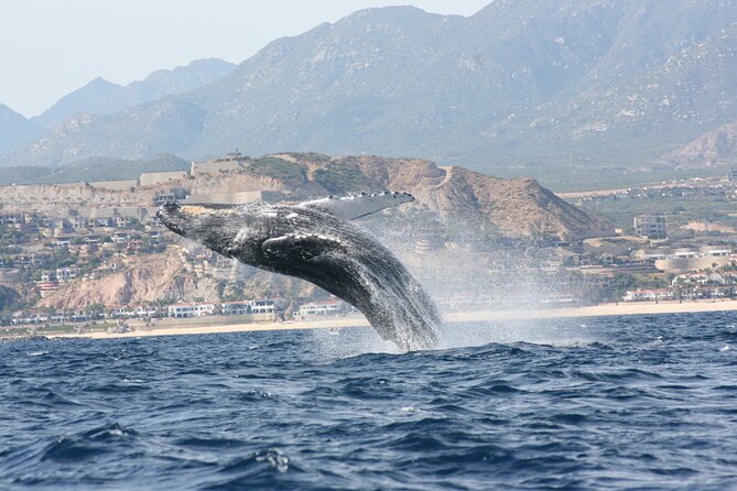 Whale Watching Group Tour in San Jose Del Cabo - Tour Details
