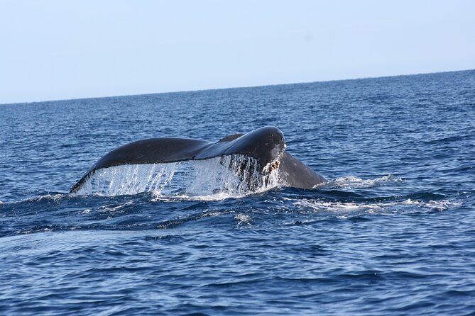 Whale Watching Group Tour in San Jose Del Cabo - San Jose Del Cabo Highlights