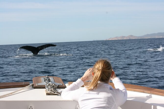 Whale Watching Group Tour in San Jose Del Cabo - Directions