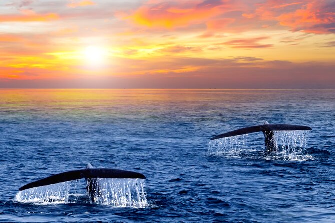 Whale Watching Group Tour in San Jose Del Cabo - Common Questions