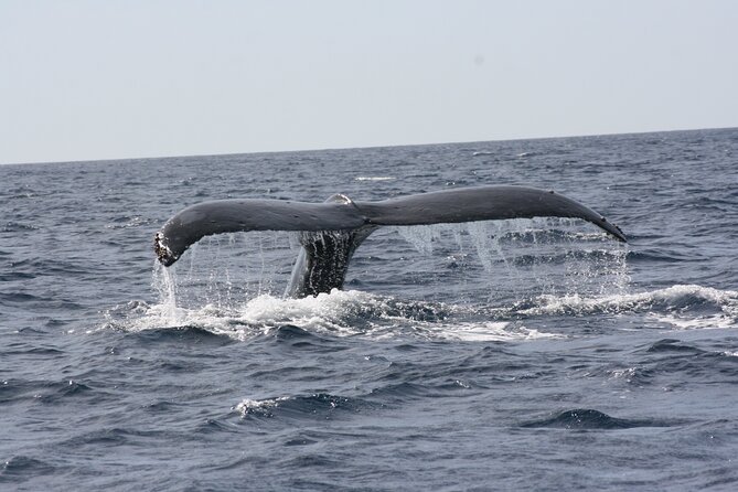 Whale Watching Group Tour in San Jose Del Cabo - The Sum Up