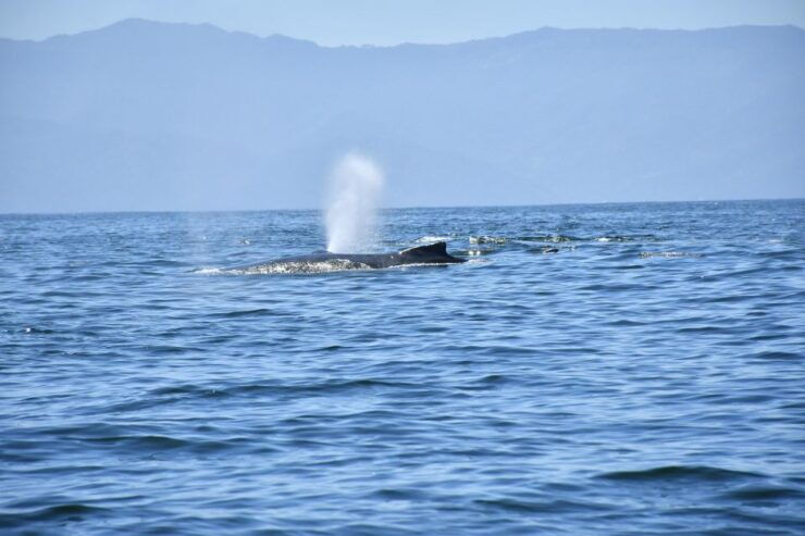Whale Watching Guaranteed Experience in Puerto Vallarta - Experience Details