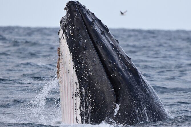 Whale Watching in Augusta Humpback and Southern Right Whales - FAQ