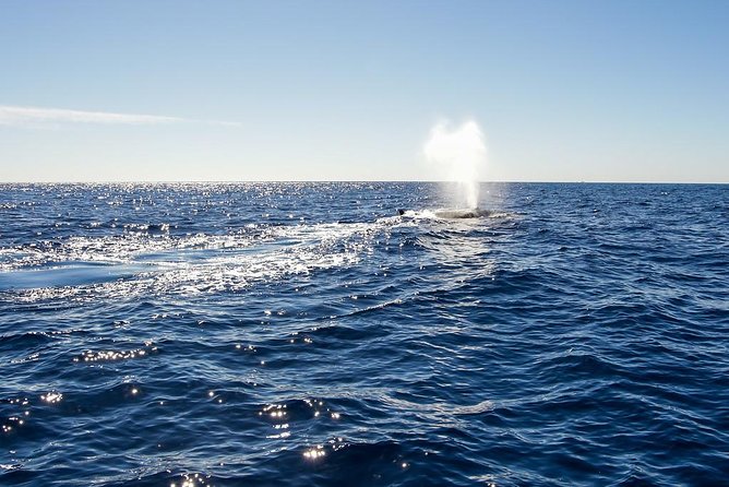 Whale Watching in Cabo San Lucas on Board Our Luxury Trimaran! - What to Expect