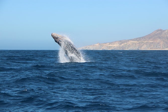 Whale Watching in Cabo San Lucas on Board Our Luxury Trimaran! - Cruise on a Luxury Trimaran Boat