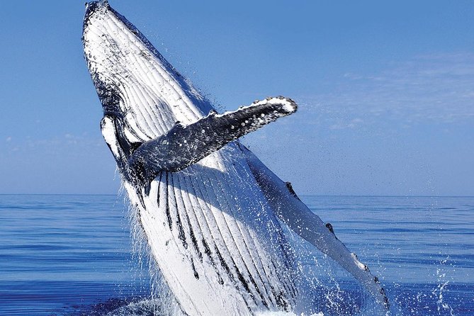 Whale Watching in Cabo San Lucas: Sightseeing Cruise and Shopping - Hotel Transportation and Pickup