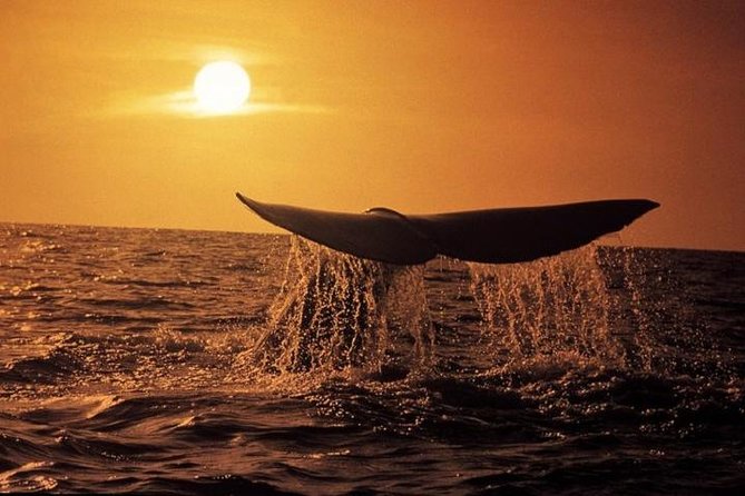 Whale Watching in Hermanus (landbased) - Best Time for Whale Watching