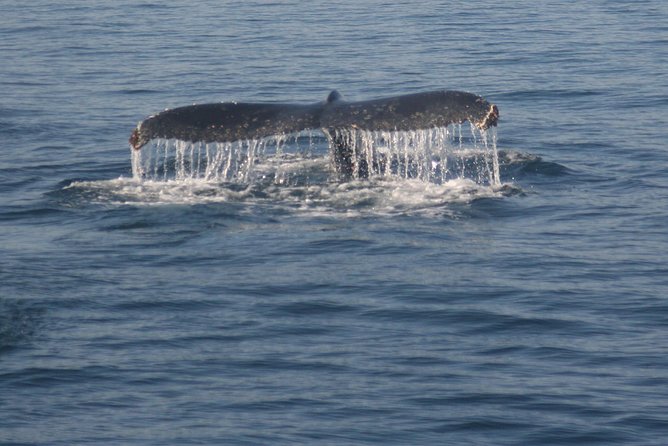 Whale Watching in Hermanus (landbased) - Top Land-Based Whale Watching Spots