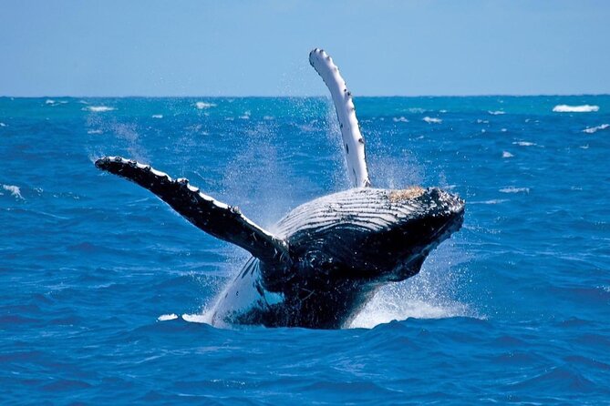 Whale Watching in Hermanus: Must-Do Activity in Cape Town, SA - Good To Know