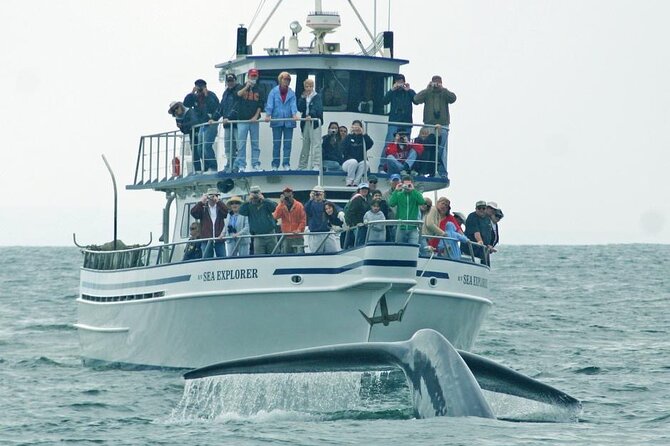 Whale Watching in Hermanus: Must-Do Activity in Cape Town, SA - Meeting Point