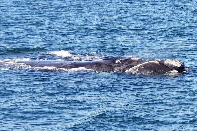 Whale Watching in Hermanus: Must-Do Activity in Cape Town, SA - Start Time and End Point