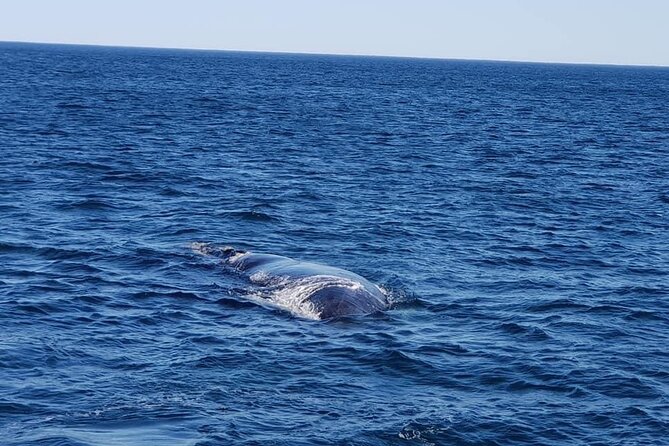 Whale Watching in Hermanus: Must-Do Activity in Cape Town, SA - Operator Information