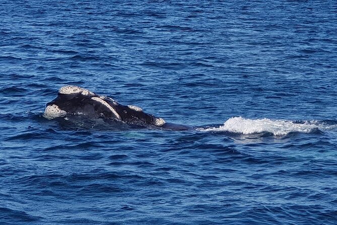 Whale Watching in Hermanus: Must-Do Activity in Cape Town, SA - Price and Guarantee