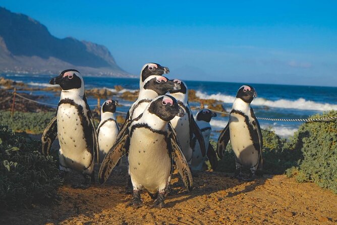 Whale Watching in Hermanus: Must-Do Activity in Cape Town, SA - Transportation Details