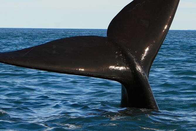 Whale Watching in Hermanus: Must-Do Activity in Cape Town, SA - Additional Info