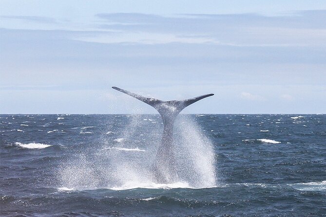 Whale Watching In Hermanus Private Tour - Top Whale Watching Spots