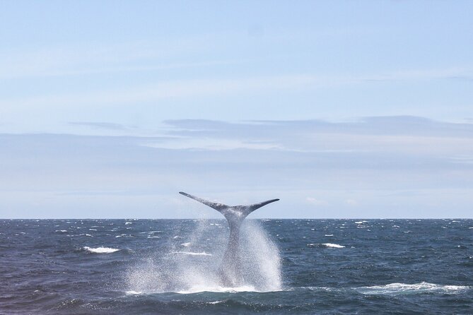 Whale Watching In Hermanus Tour - Highlights of the Whale Season