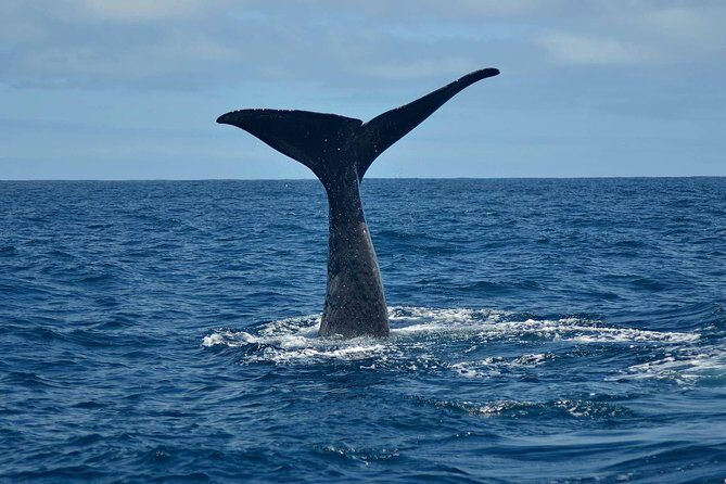 Whale Watching in Kaikoura by Boat - Good To Know