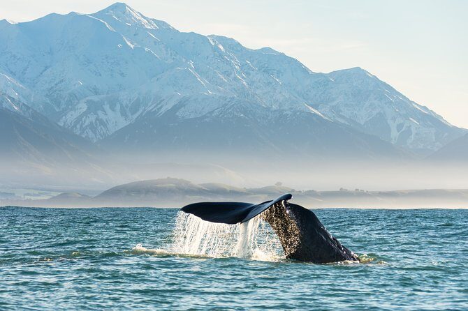 Whale Watching in Kaikoura by Boat - What to Expect on Your Whale Watching Trip