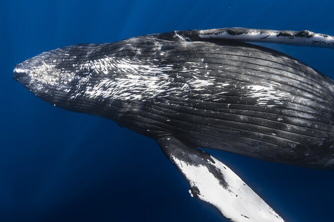 Whale Watching in Kona Hawaii - Good To Know