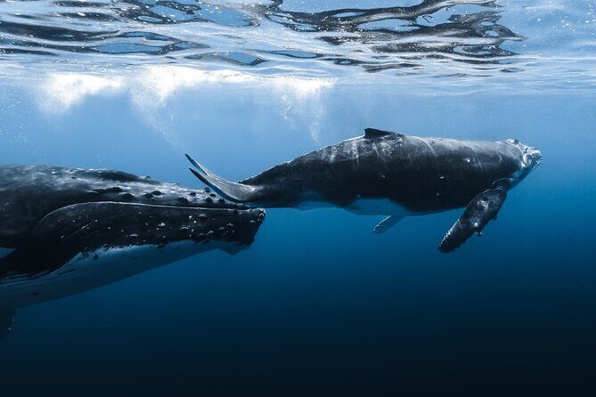 Whale Watching in Kona Hawaii - A Closer Look at the Whale Watching Experience in Kona
