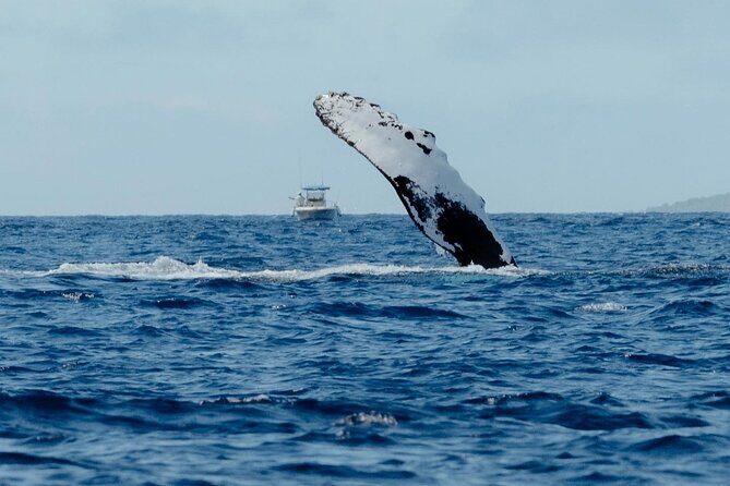 Whale Watching in Kona Hawaii - Practical Tips for Your Whale Watching Trip