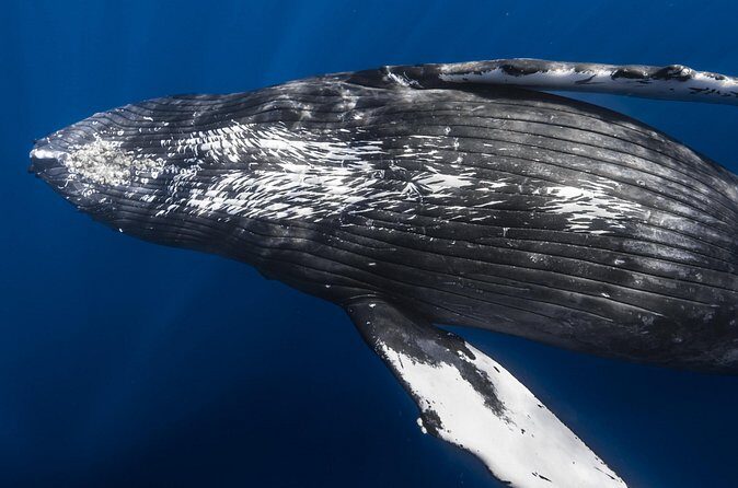 Whale Watching in Kona Hawaii - FAQs