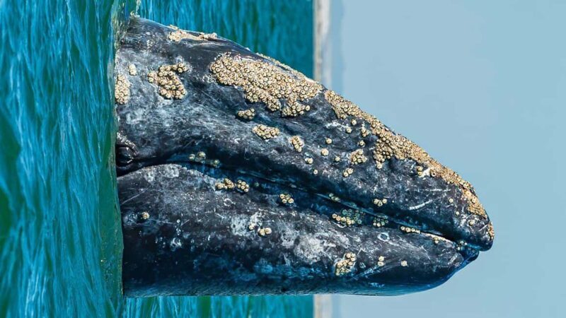 Whale Watching in La Paz  Gray Whale Encounter - Authentic Experiences and Traveler Insights