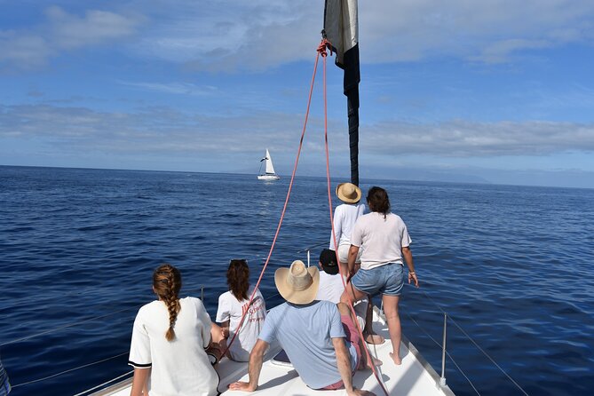 Whale Watching in Los Gigantes for Over 11 Years - Itinerary for the Day