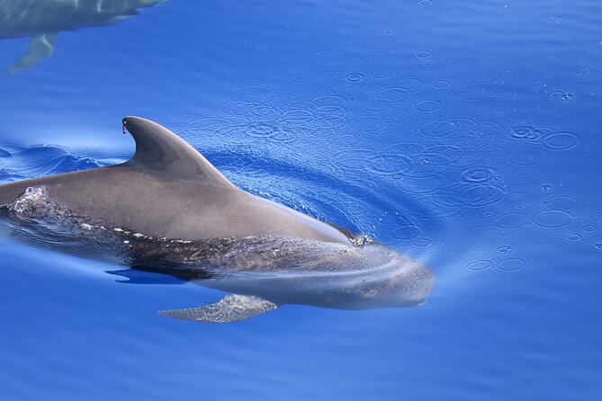 Whale Watching in Los Gigantes for Over 11 Years - Additional Information for Travelers