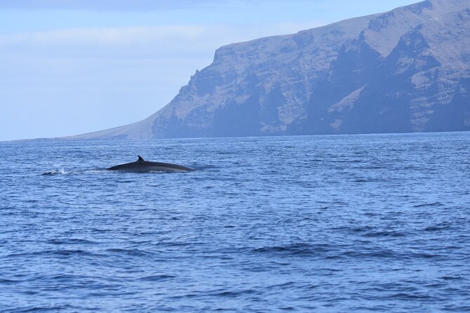 Whale Watching in Los Gigantes for Over 11 Years - Cancellation Policy and Weather Considerations