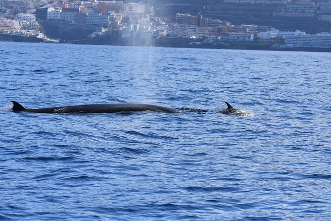 Whale Watching in Los Gigantes for Over 11 Years - The Sum Up
